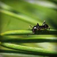 /album/poabracharka/photolia-a05-jpg/