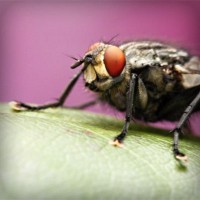 /album/poabracharka/photolia-a08-jpg/